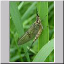 Ephemera danica - Eintagsfliege 01.jpg